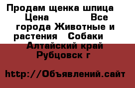 Продам щенка шпица.  › Цена ­ 15 000 - Все города Животные и растения » Собаки   . Алтайский край,Рубцовск г.